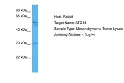 ATG14 Antibody, Novus Biologicals 100 &mu;L; Unconjugated:Antibodies, Polyclonal
